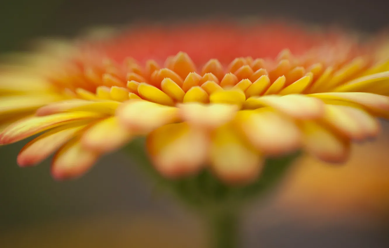 Photo wallpaper flower, orange, focus, gerbera