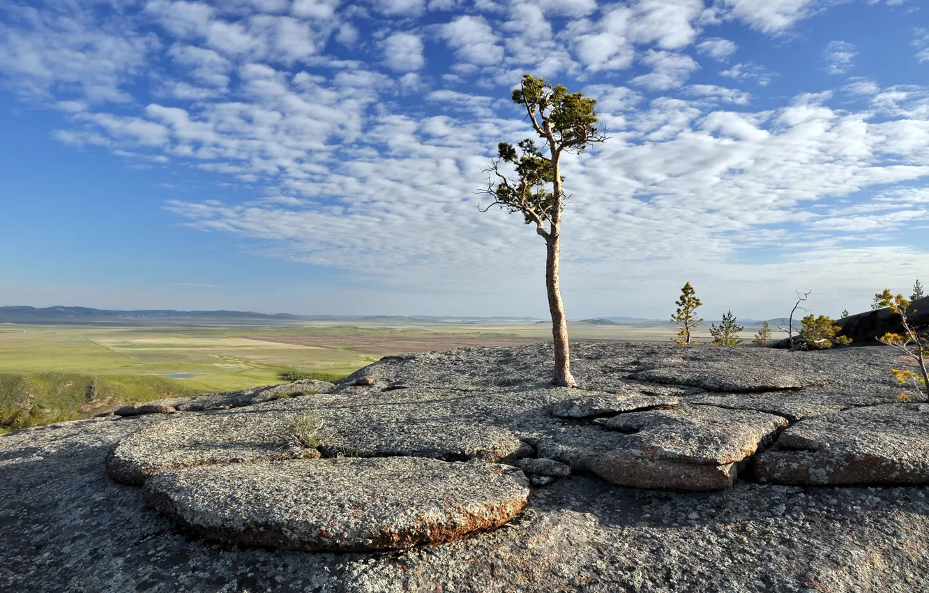 Photo wallpaper trees, landscape, mountains