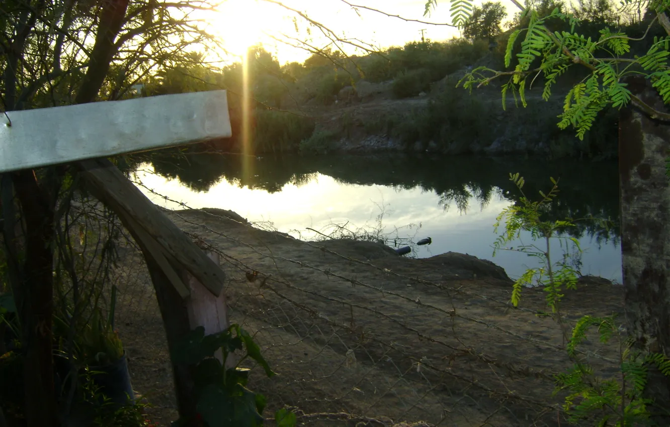 Photo wallpaper green, metal, tree