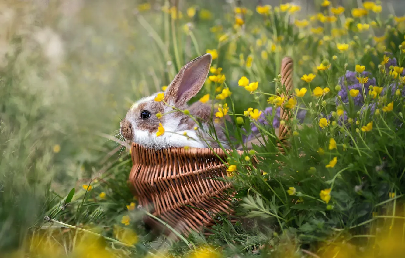 Photo wallpaper grass, flowers, basket, rabbit, Irina Goryukina