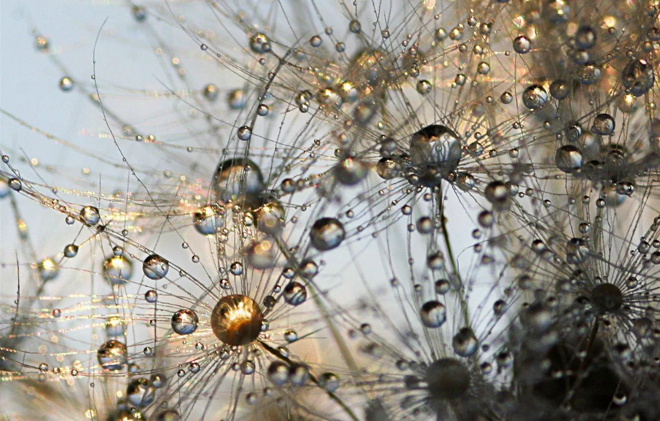 Photo wallpaper drops, dandelion