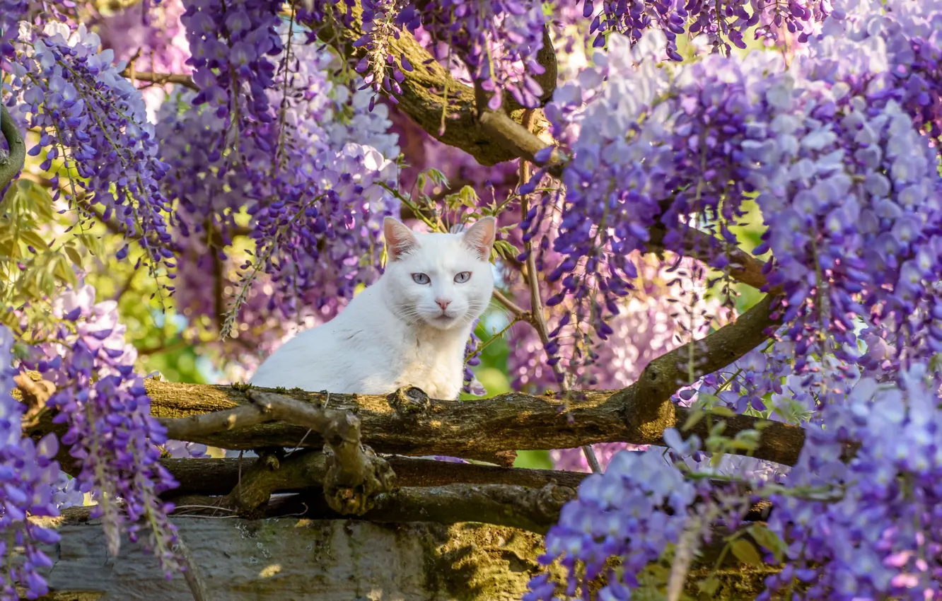 Photo wallpaper cat, look, tree, white, Wisteria, Wisteria