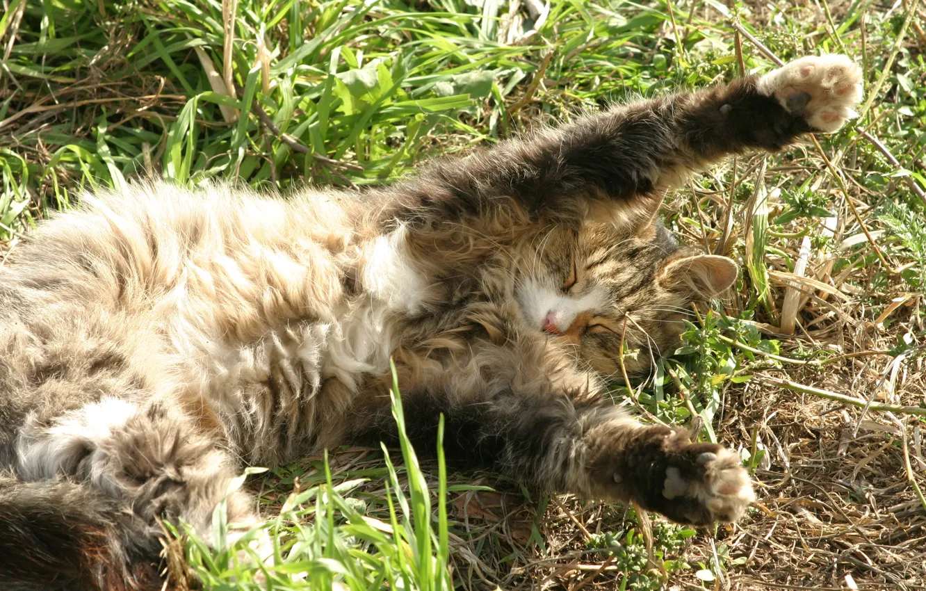 Photo wallpaper cat, yard, walks by himself
