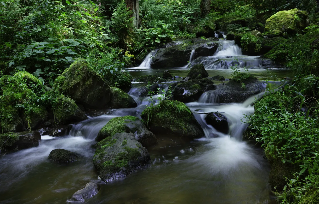 Photo wallpaper forest, stream, stones, moss