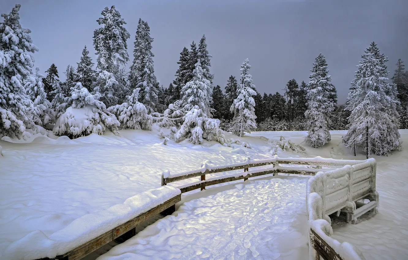 Photo wallpaper winter, forest, snow, the fence, ate, the fence