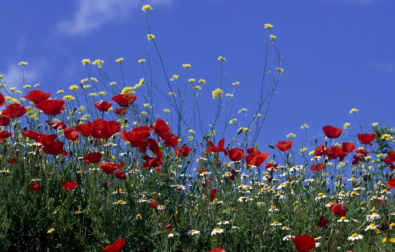 Photo wallpaper field, the sky, the sun, flowers, Maki, chamomile