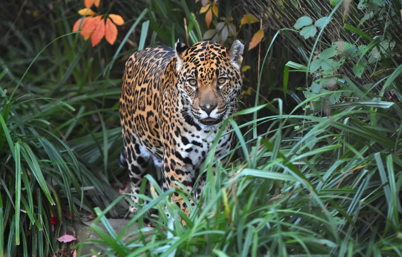 Photo wallpaper grass, look, face, leaves, thickets, Jaguar, walk, bokeh