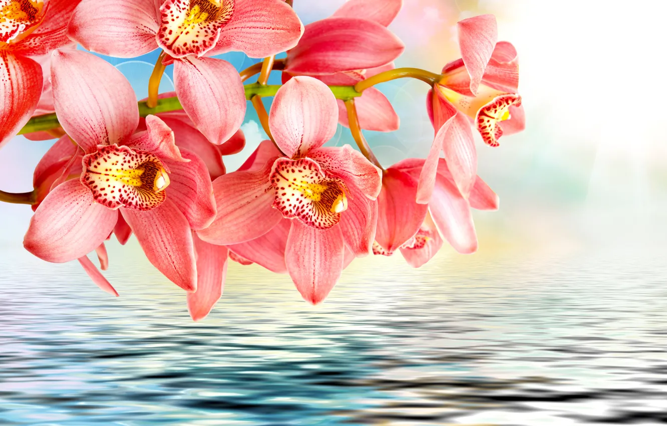 Photo wallpaper water, flowers, pink, branch, orchids