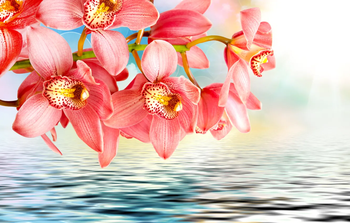 Photo wallpaper water, flowers, branches, pink, Orchid