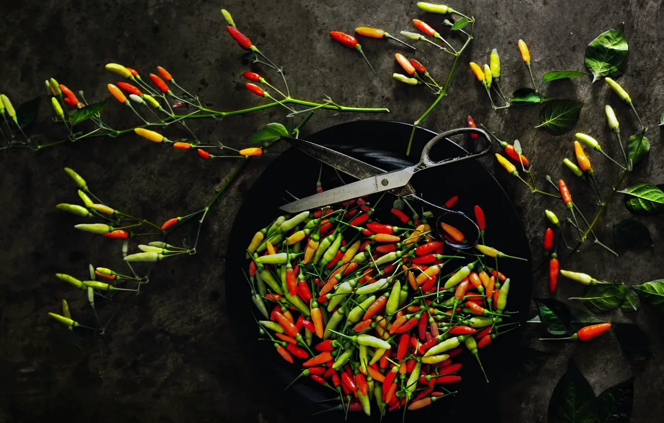 Photo wallpaper the dark background, pepper, sharp, scissors