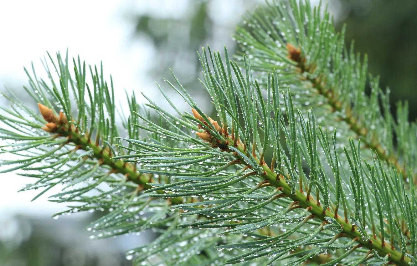 Photo wallpaper pine, spruce, twig