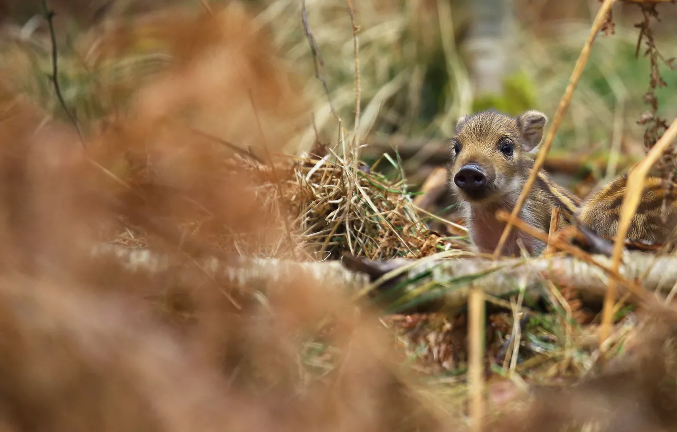 Photo wallpaper branches, nature, background, blur, baby, straw, boar, cub
