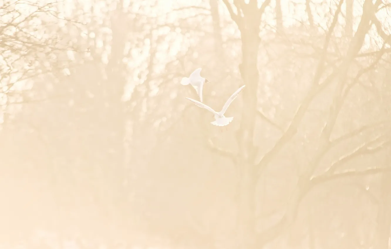 Photo wallpaper light, birds, flight
