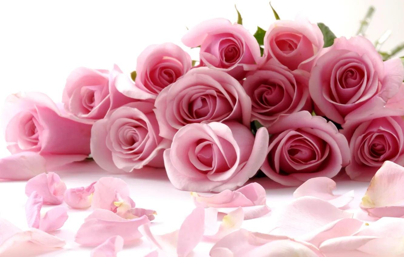 Photo wallpaper rose, pink, romantic