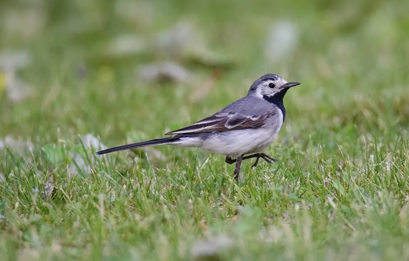Photo wallpaper summer, grass, raised leg, Wagtail