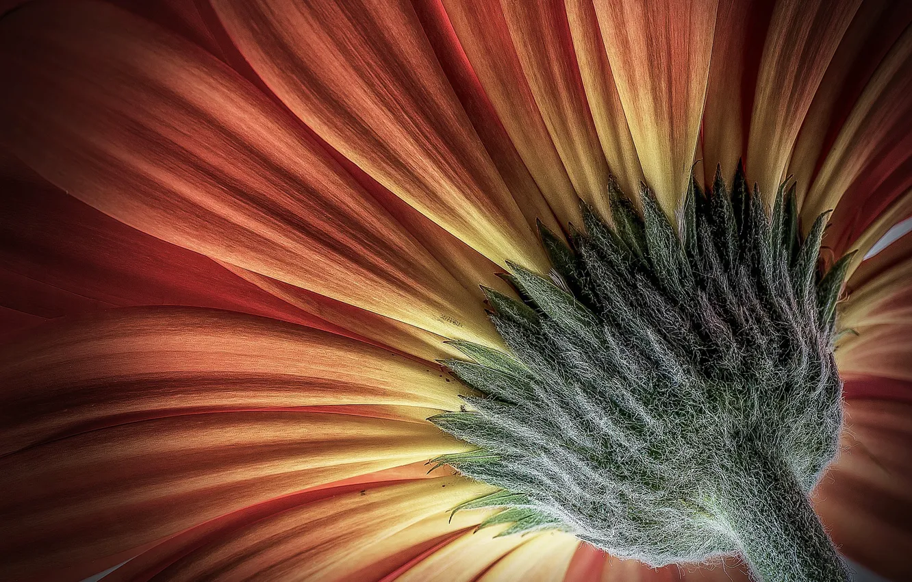 Photo wallpaper flowers, petals, gerbera