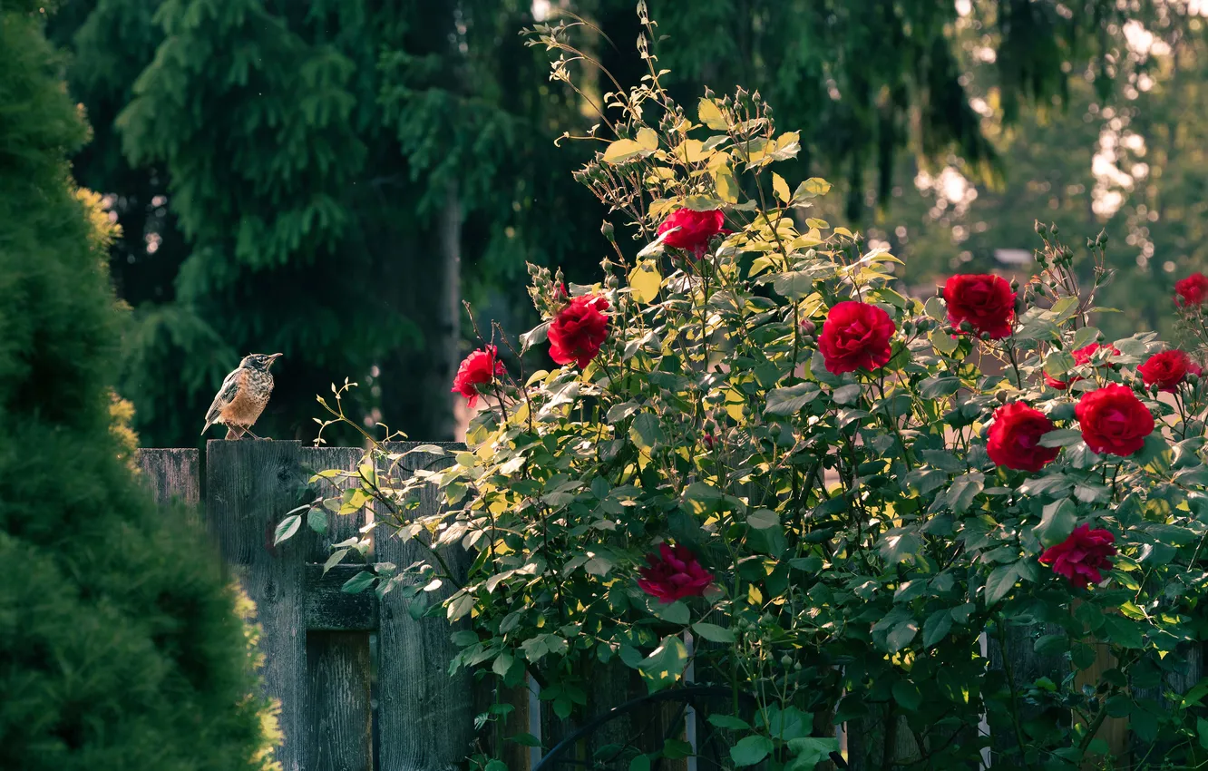 Photo wallpaper light, flowers, bird, the fence, roses, garden, rose Bush