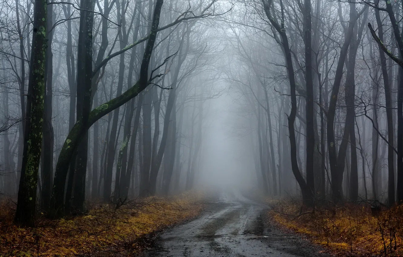 Photo wallpaper road, forest, fog