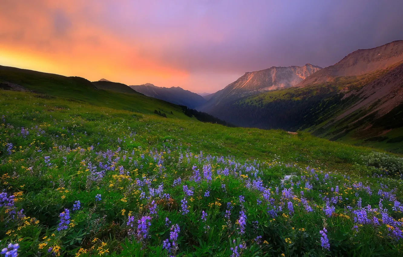 Photo wallpaper landscape, flowers, mountains, nature, morning