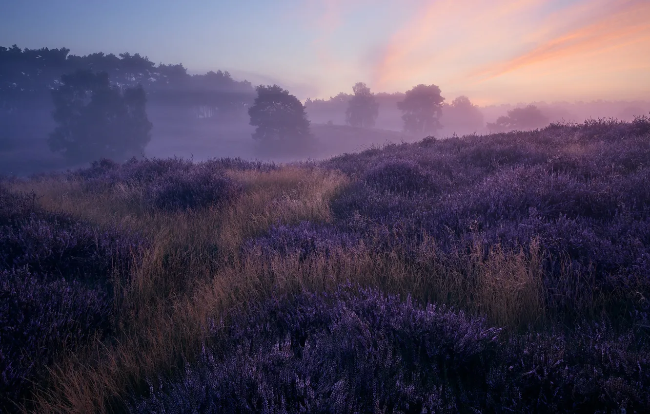 Photo wallpaper field, fog, Heather, lilac