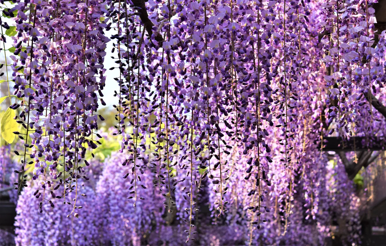 Photo wallpaper flowers, beauty, spring, stem, flowering, cascade, lilac, hanging