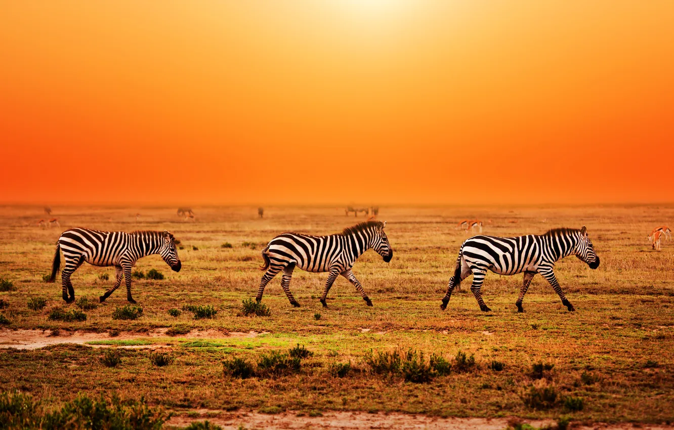 Photo wallpaper grass, sunset, Zebra, Africa
