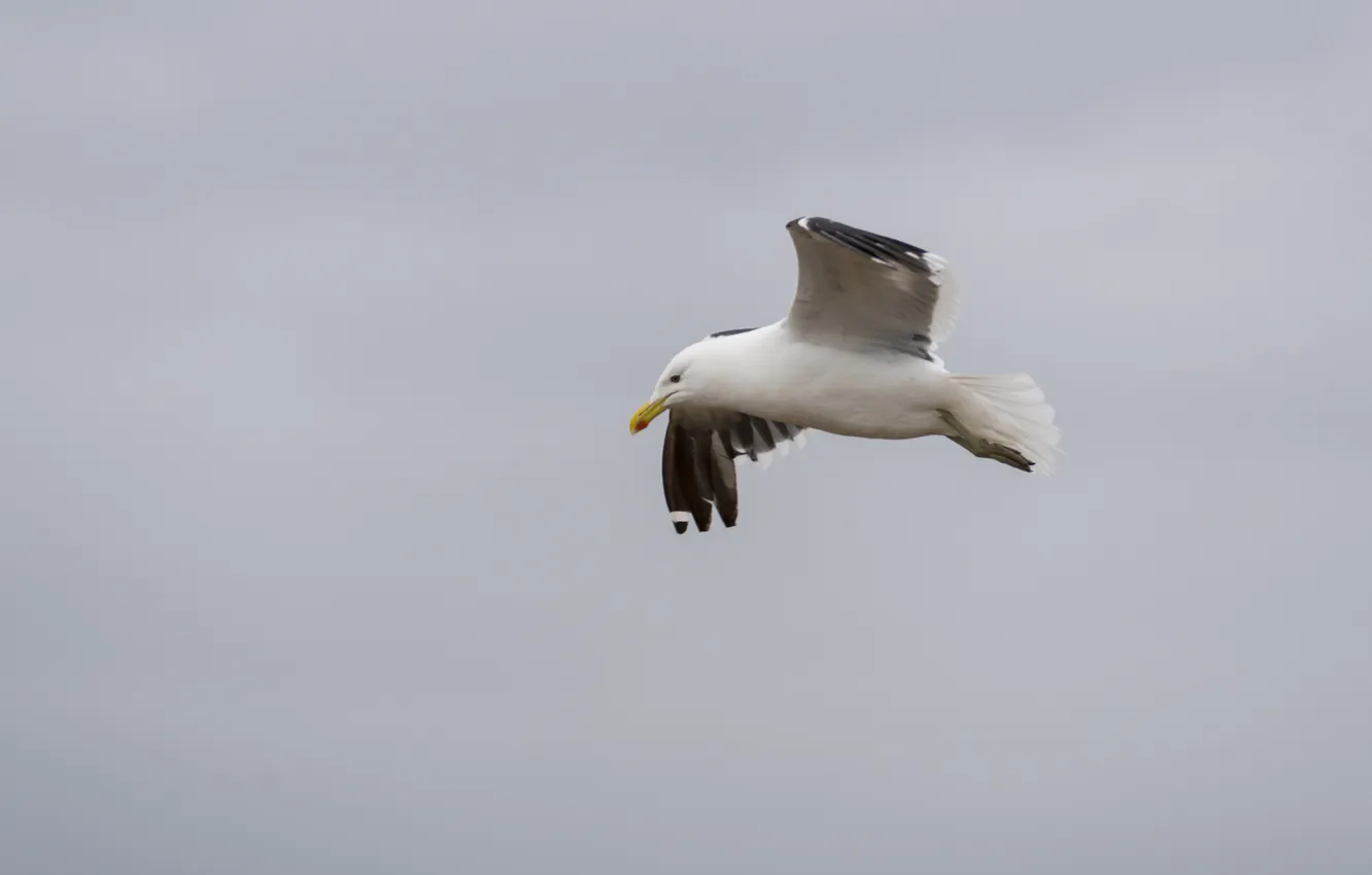 Photo wallpaper flight, bird, Seagull, flies