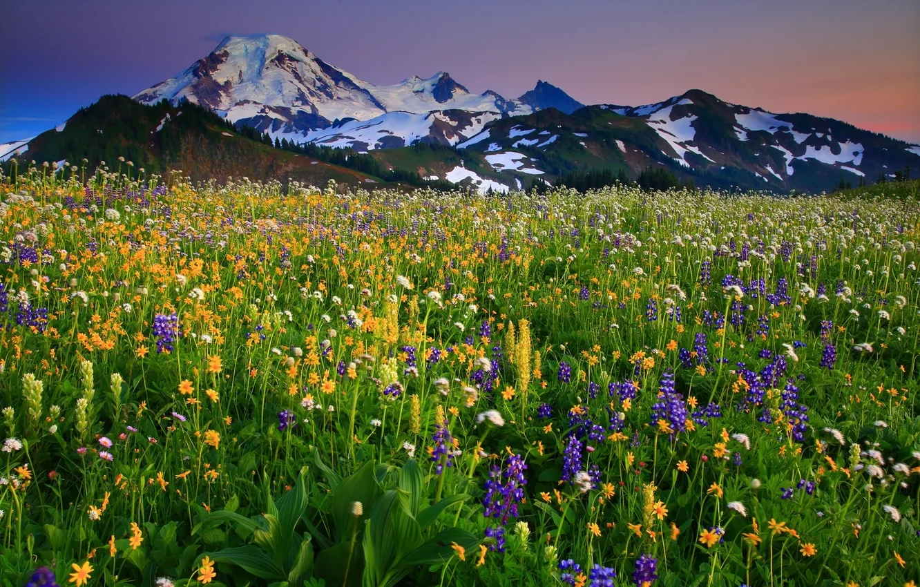 Photo wallpaper flowers, mountains, meadow, Washington, Washington, Mount Baker, the volcano Baker