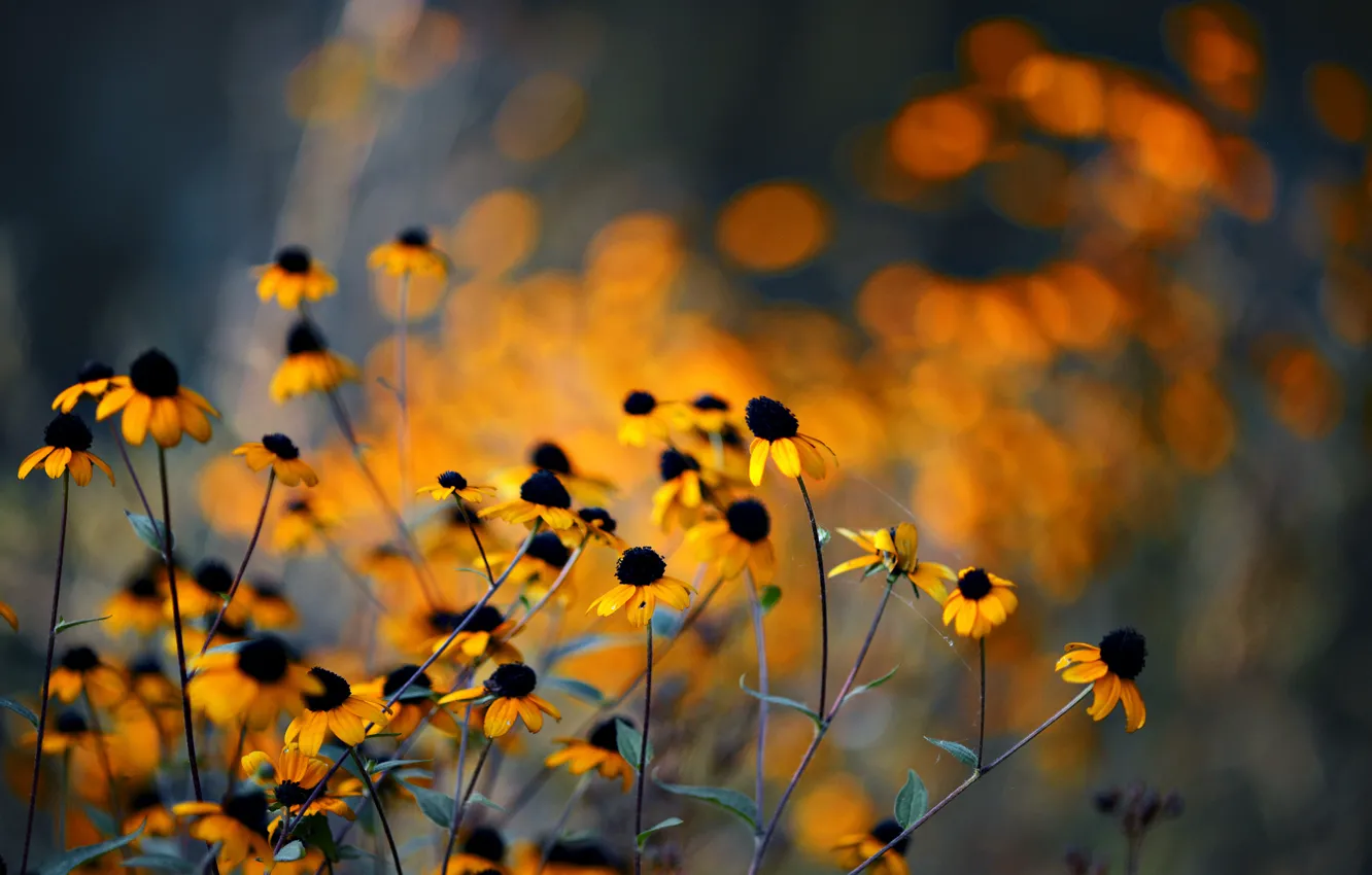 Photo wallpaper flowers, glare, yellow, rudbeckia