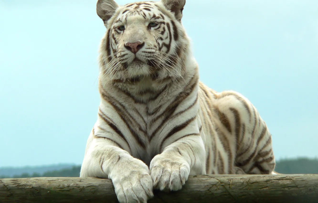 Photo wallpaper stay, predator, white tiger