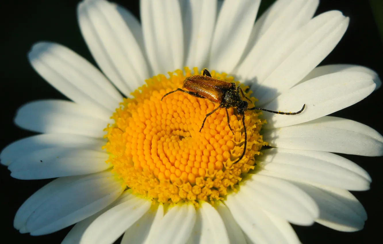 Photo wallpaper white, flower, insect