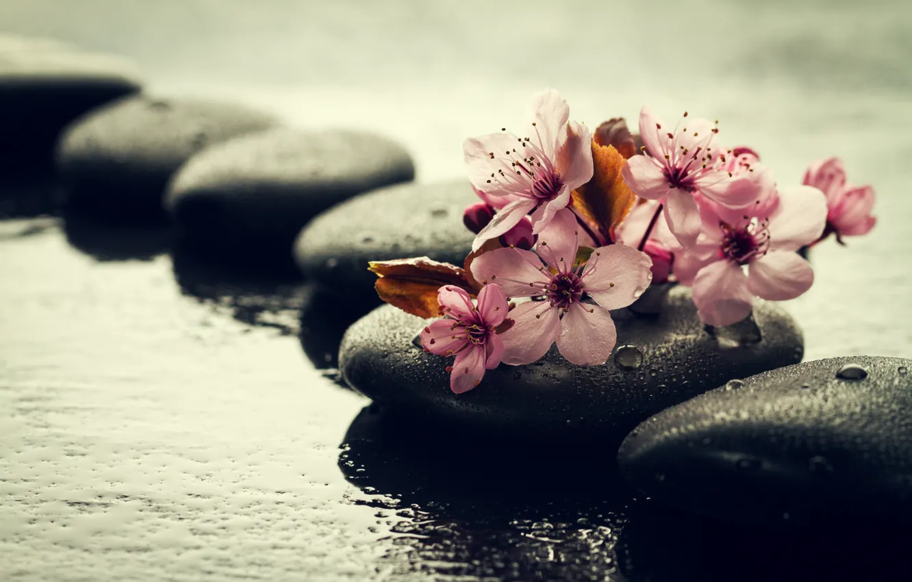 Photo wallpaper water, drops, flowers, branches, stones, Sakura