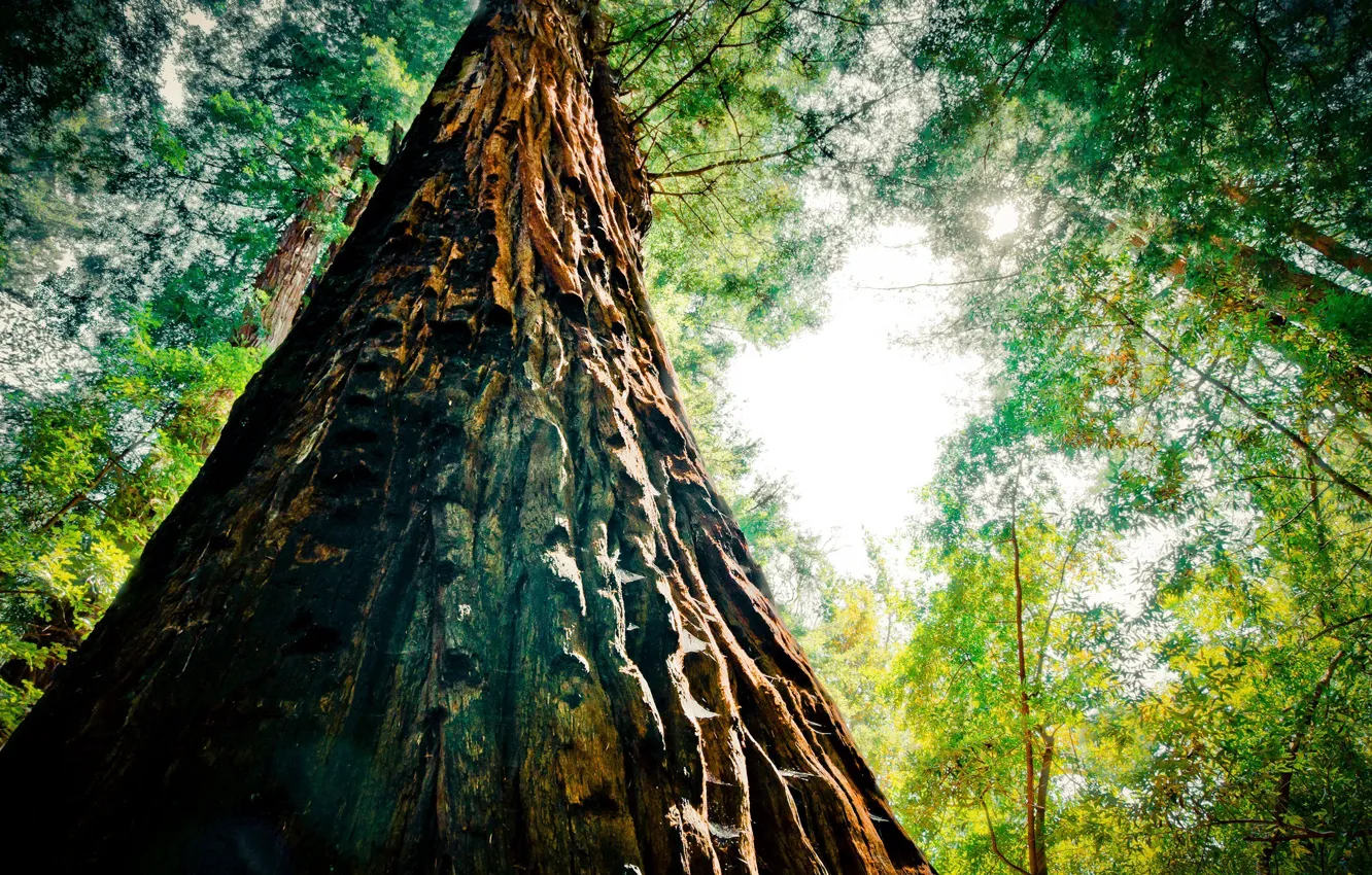 Photo wallpaper bottom view, cedar, the trunk of the tree