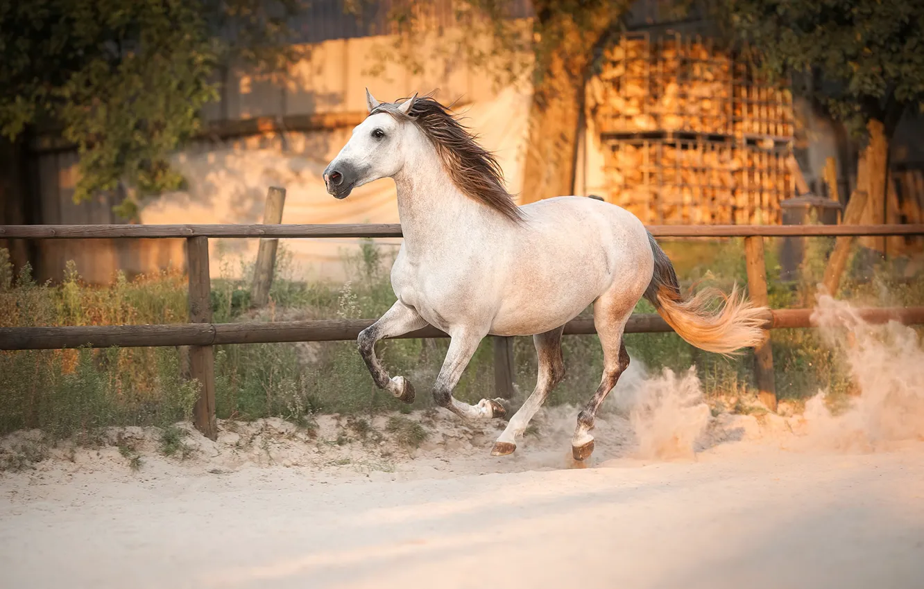 Photo wallpaper nature, horse, running