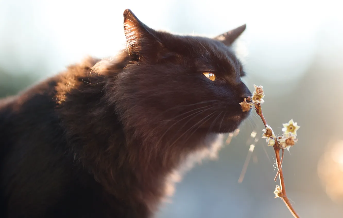 Photo wallpaper cat, cat, look, flowers, black, plant, portrait, stem