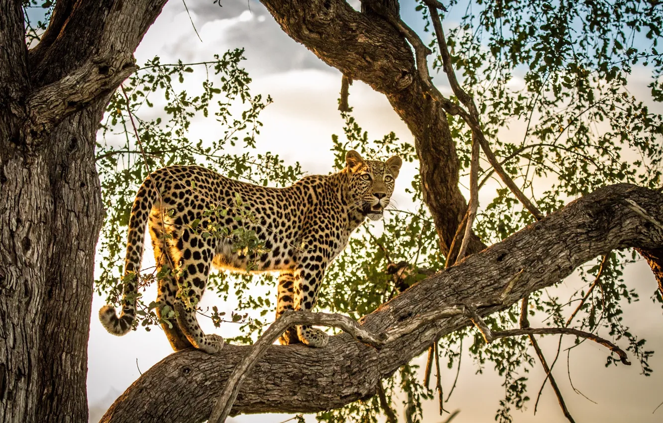 Photo wallpaper predator, leopard, wild cat, on the tree