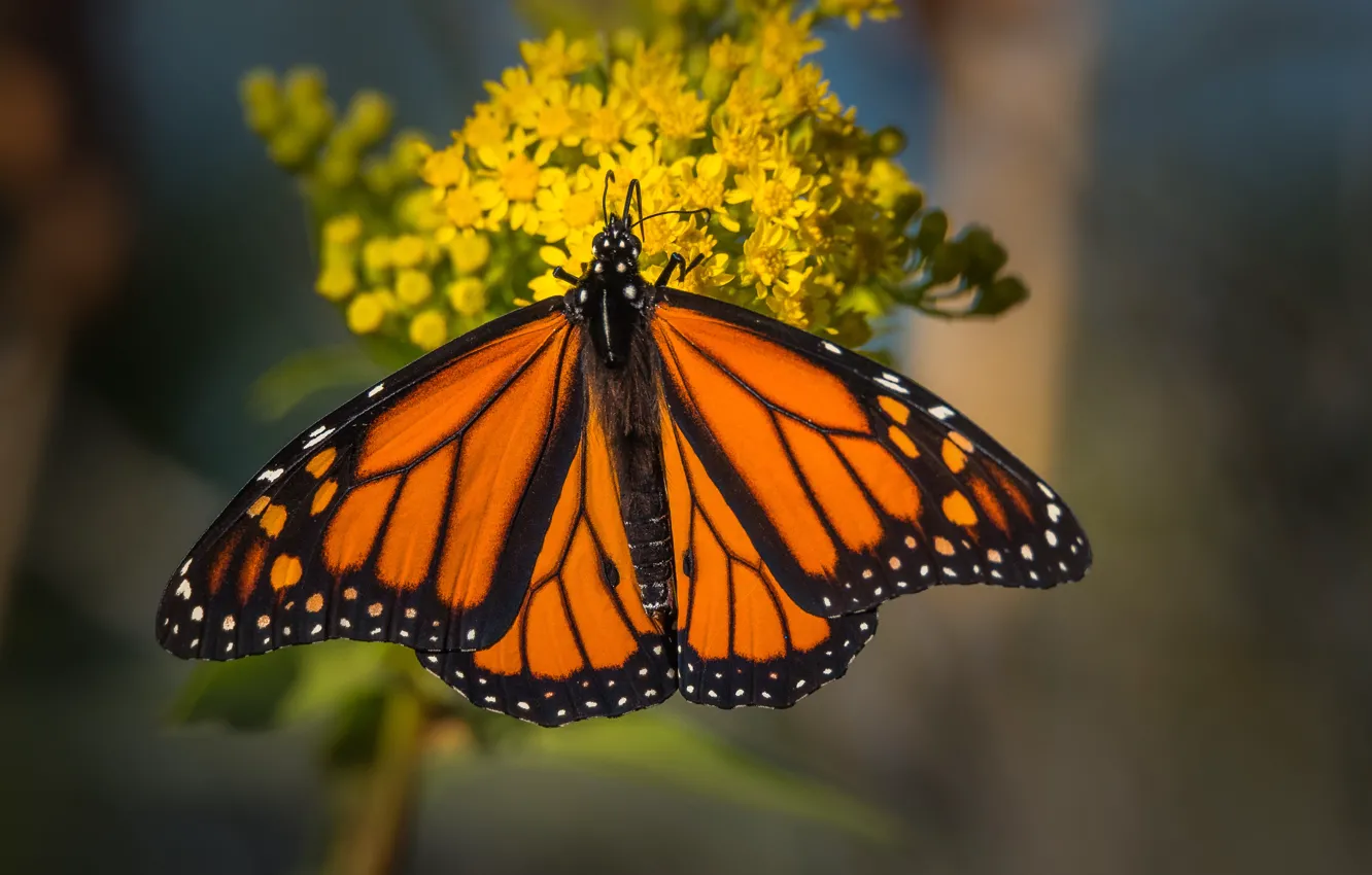 Photo wallpaper macro, flowers, orange, yellow, butterfly, insect, red, bokeh