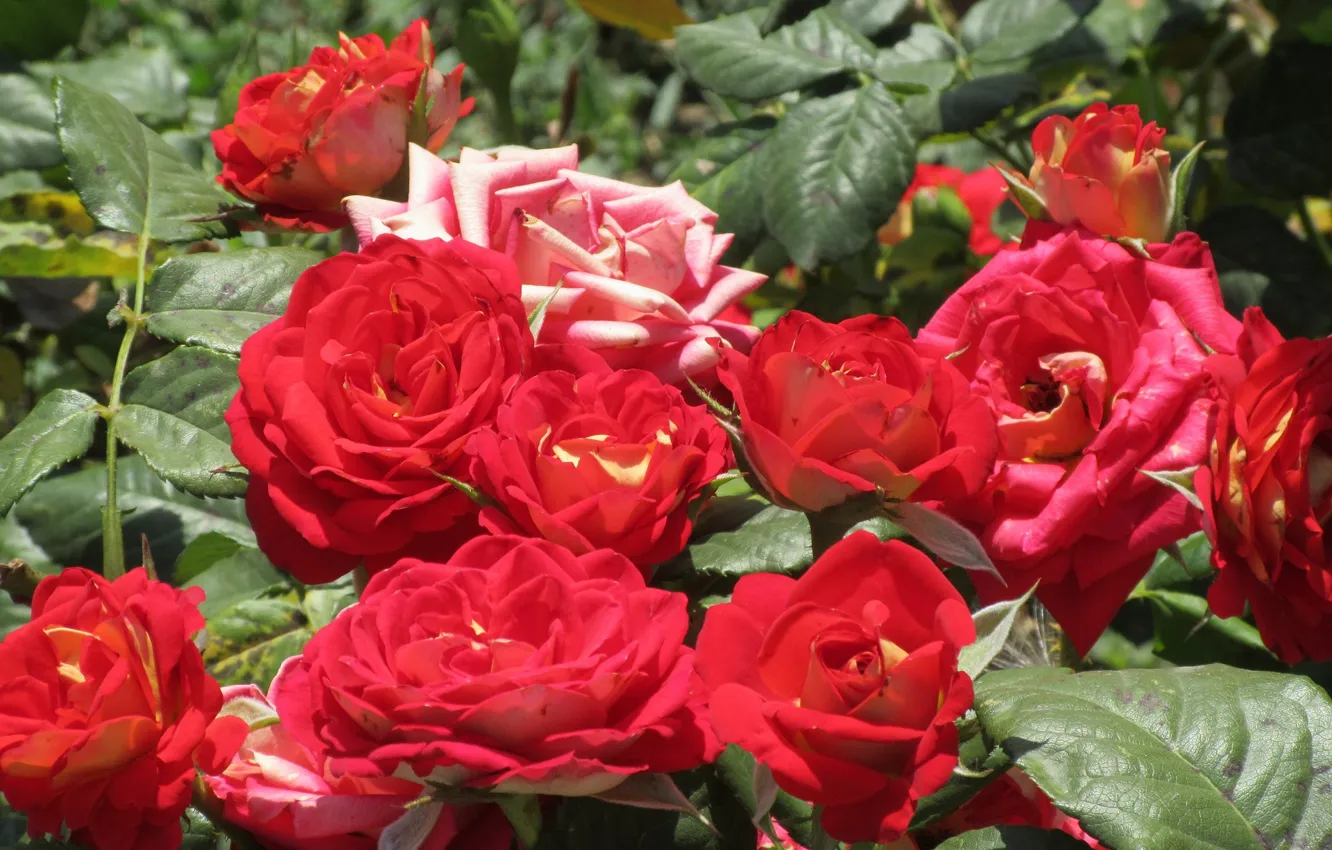 Photo wallpaper Summer 2018, Meduzanol ©, roses, red roses, the bushes