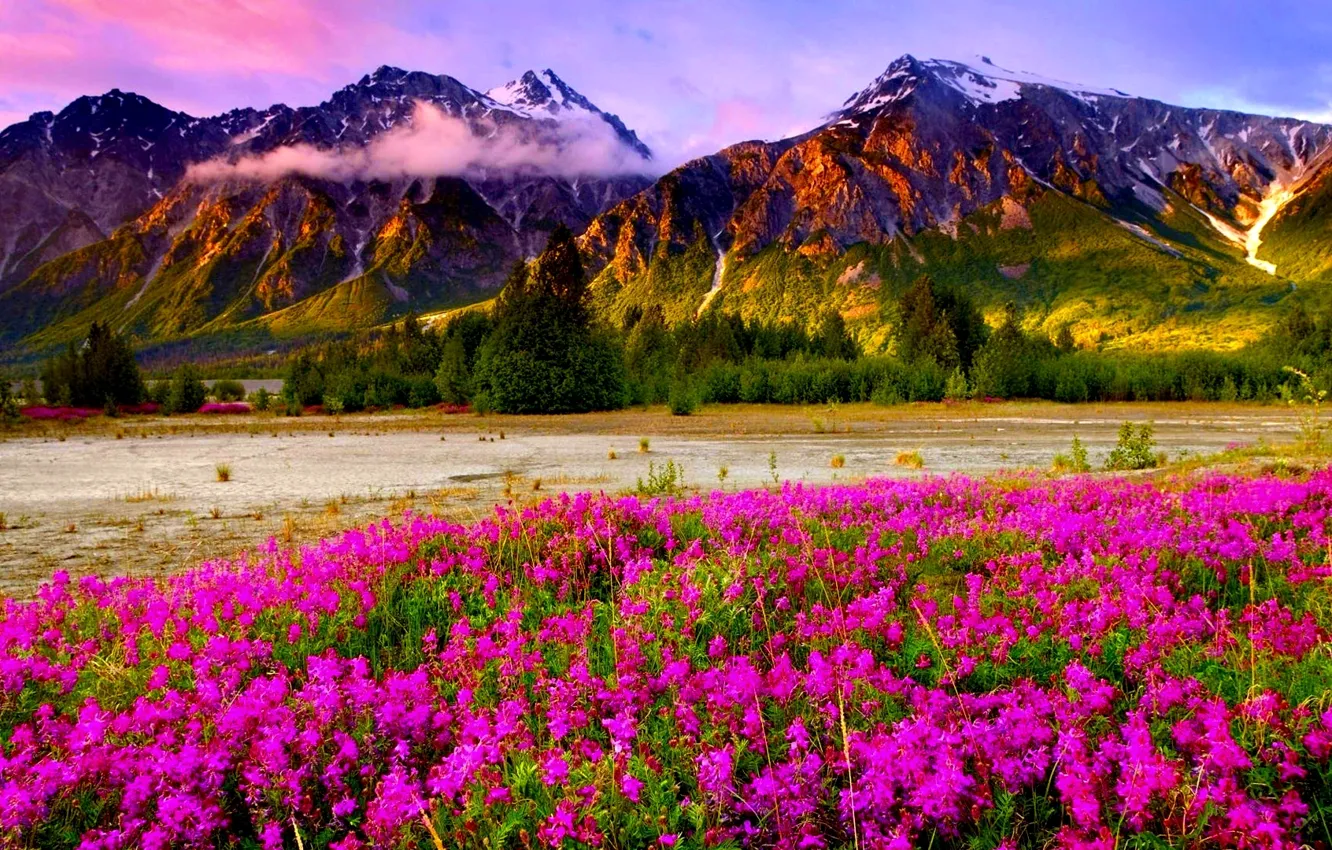 Photo wallpaper the sky, clouds, flowers, mountains