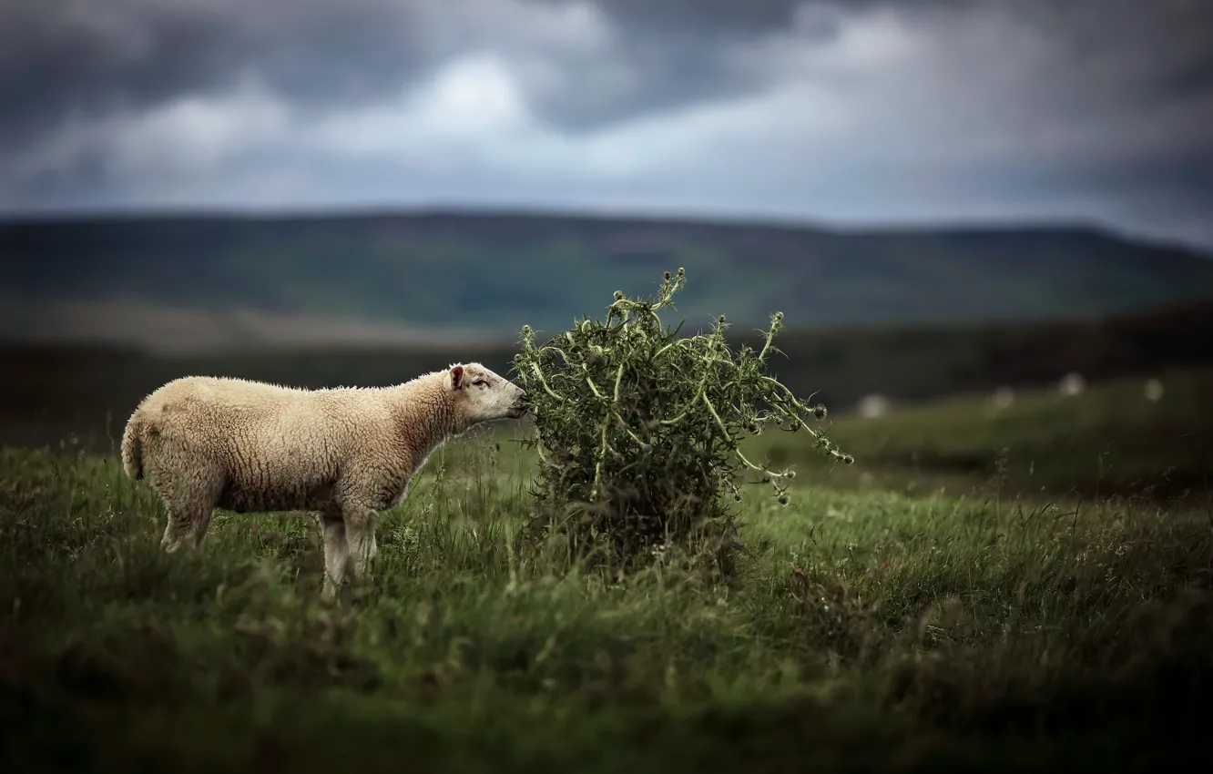 Photo wallpaper nature, background, sheep