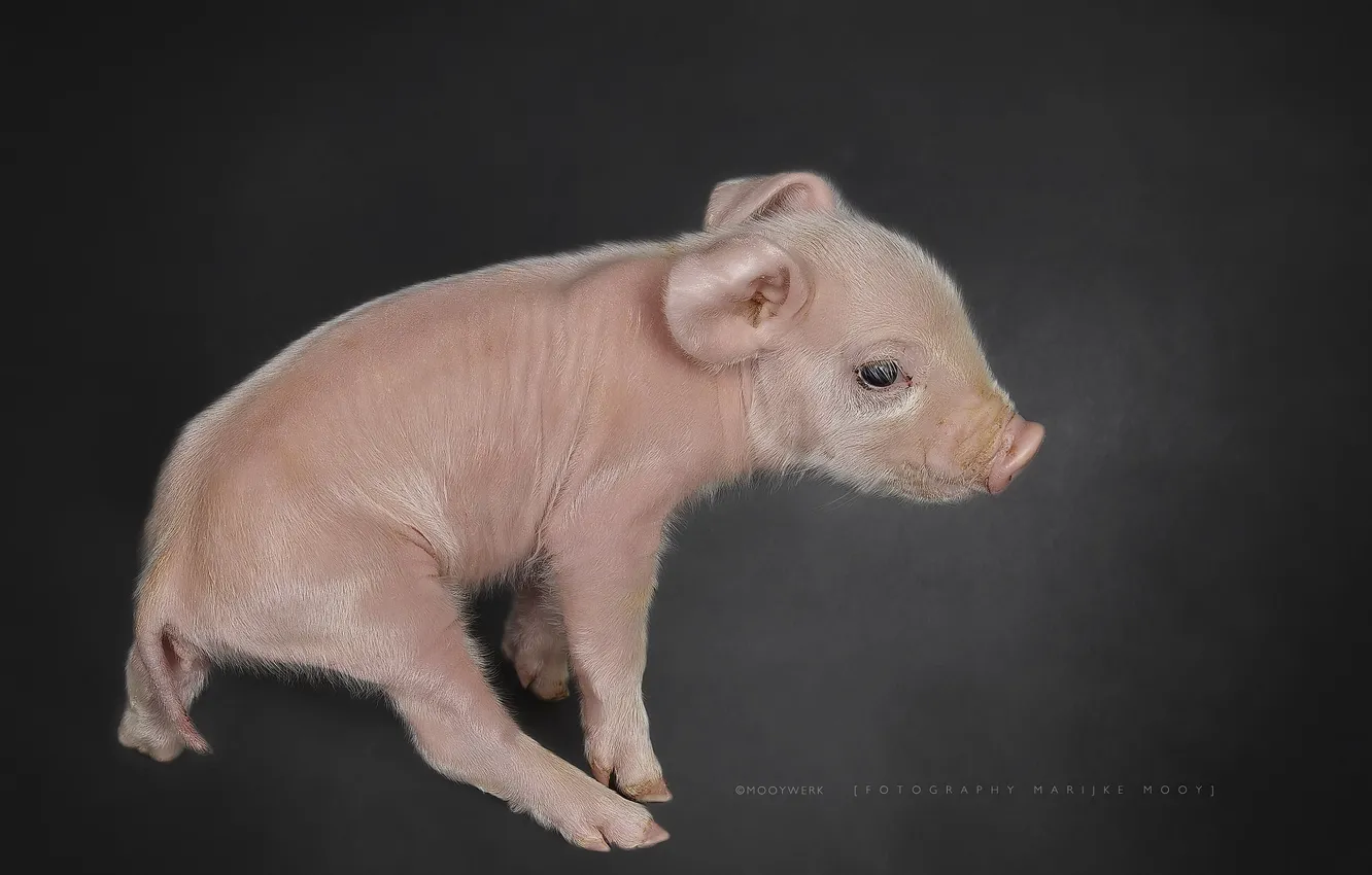 Photo wallpaper background, pig, pig
