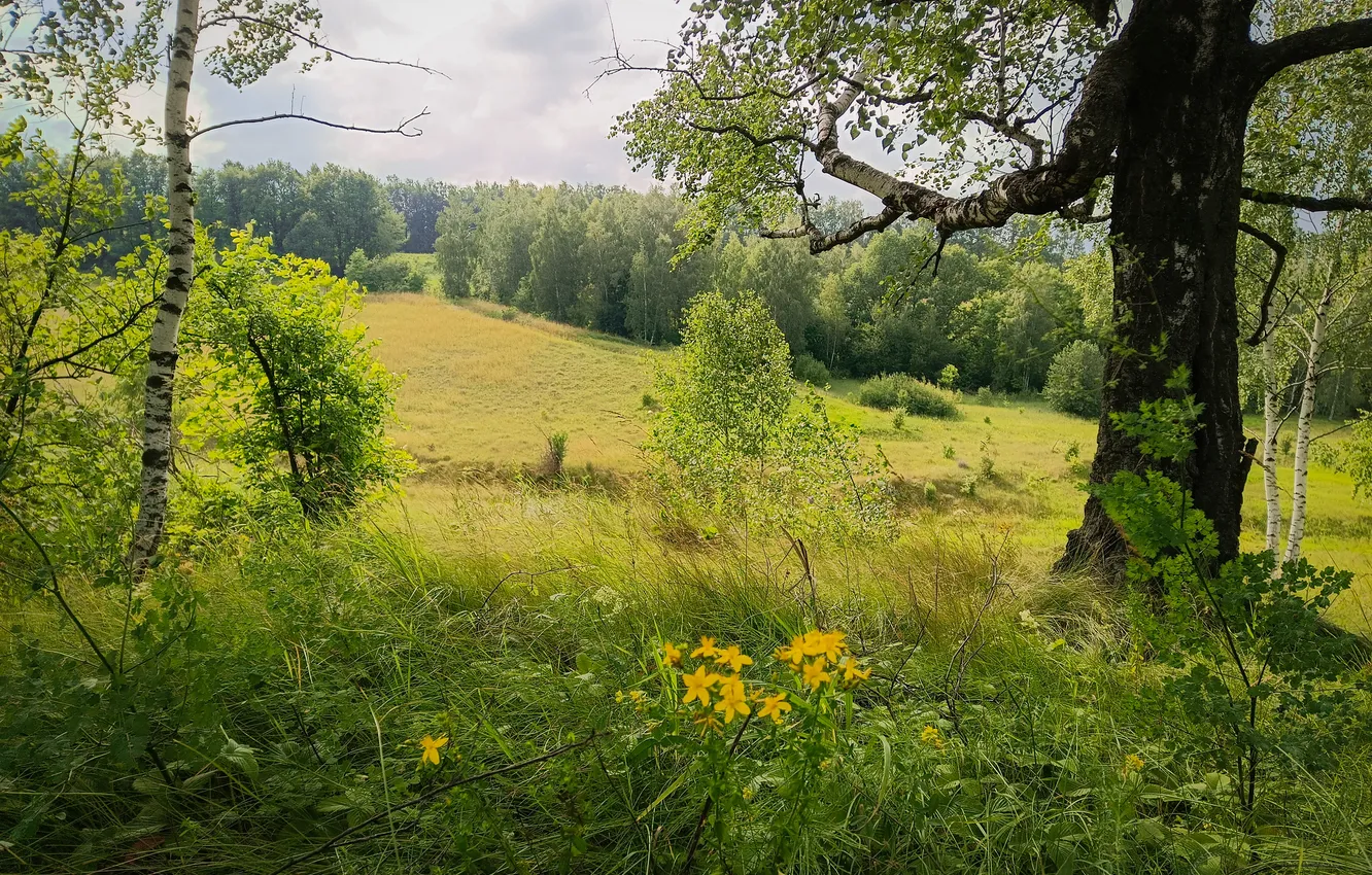 Photo wallpaper greens, field, forest, summer, the sky, trees, flowers, branches
