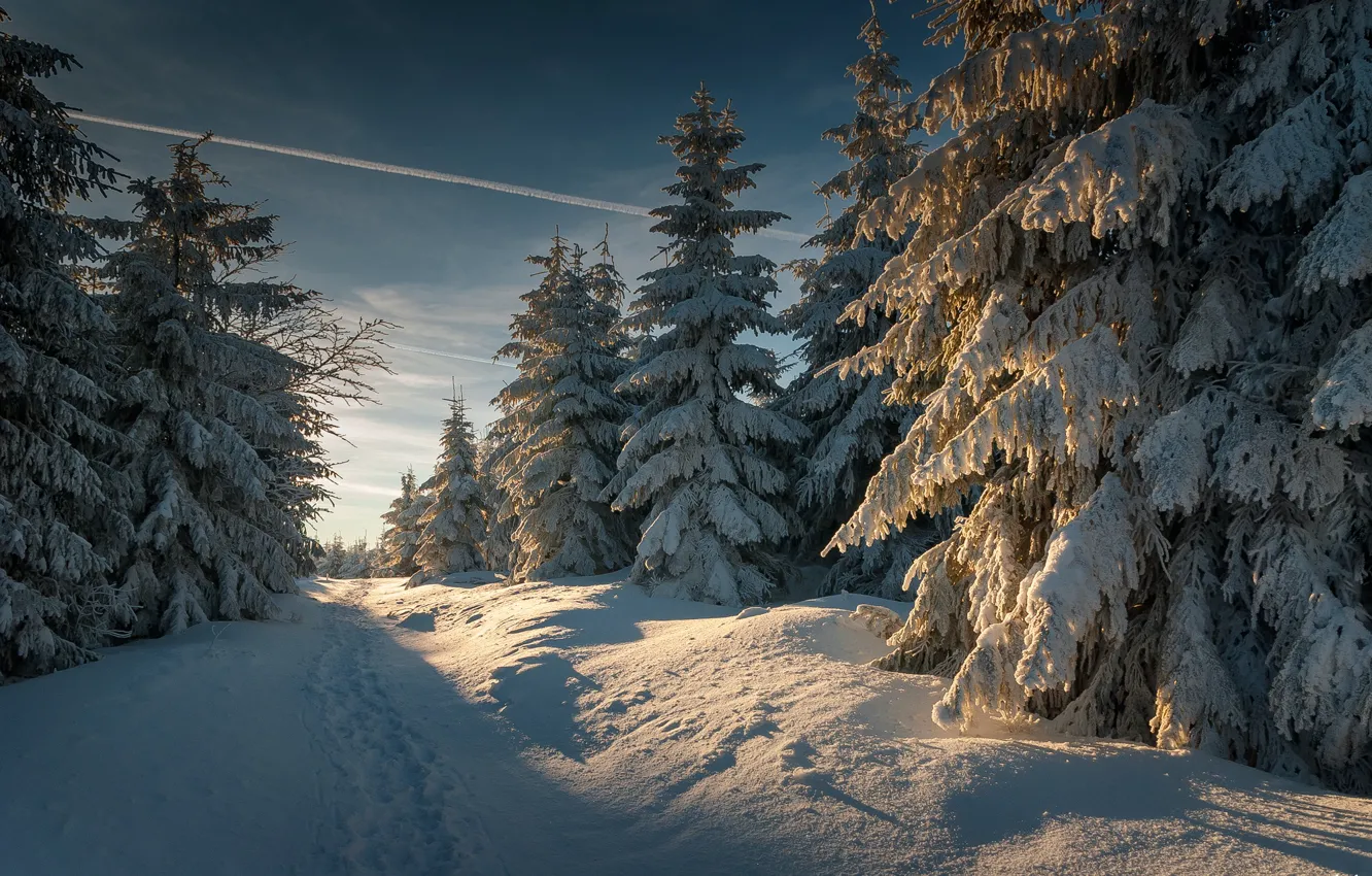 Photo wallpaper winter, snow, trees, landscape, nature, ate, path
