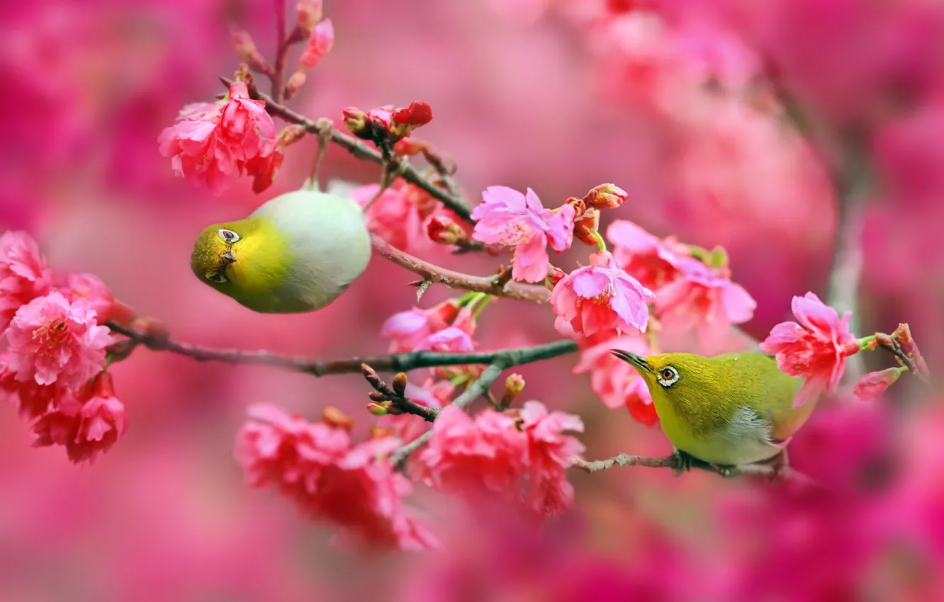 Photo wallpaper flowers, branches, nature, cherry, Sakura, Birds, pink, Japanese white-eye