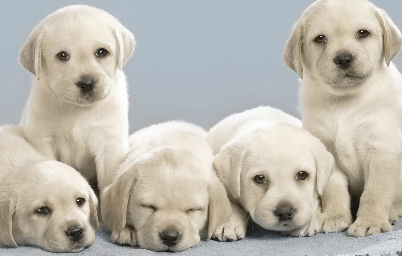 Photo wallpaper family, puppy, white