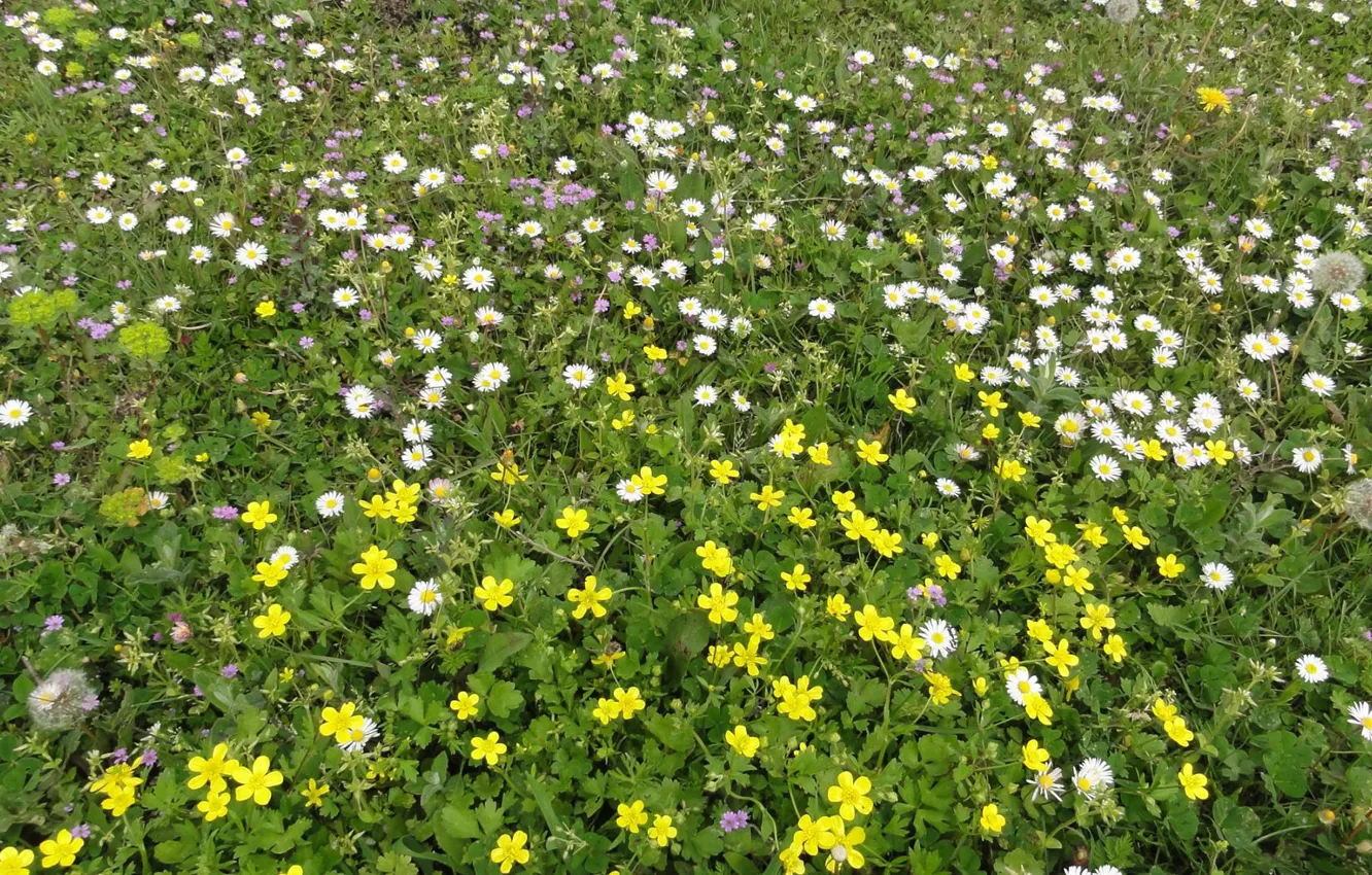 Photo wallpaper spring, Pieria, Palaia Varia
