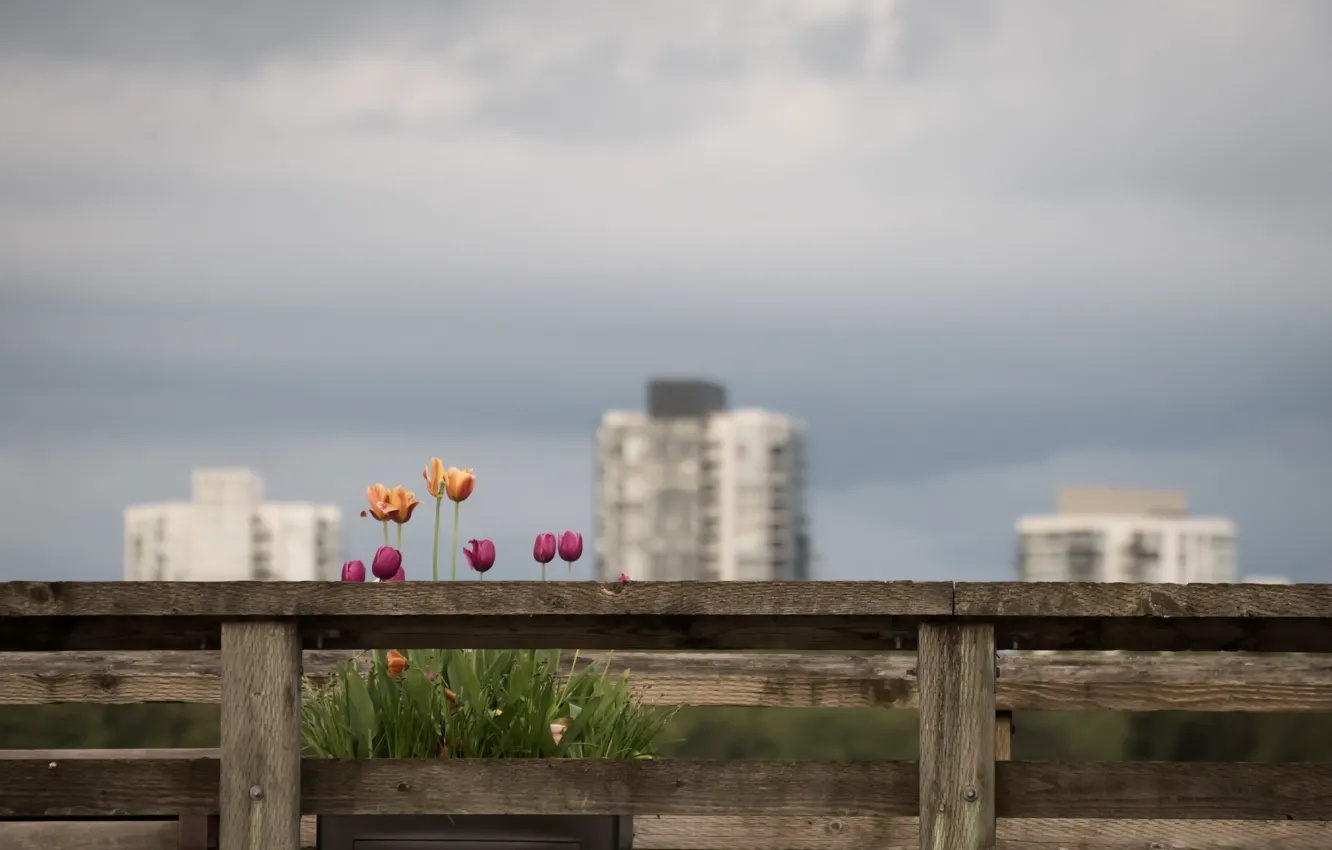 Photo wallpaper flowers, the city, tulips
