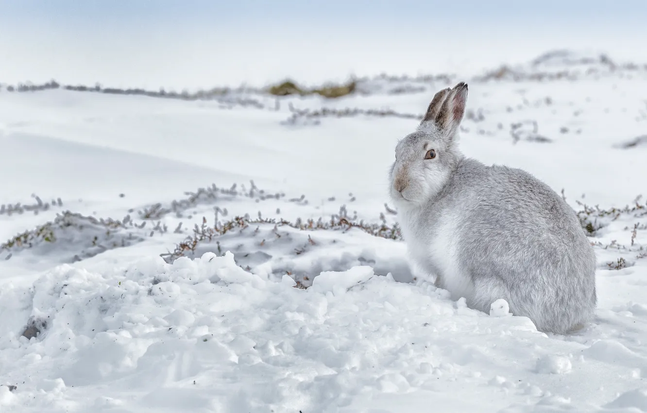 Photo wallpaper winter, snow, hare