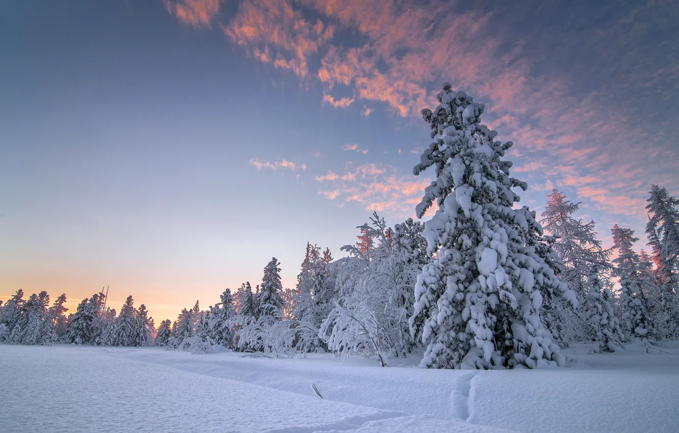 Photo wallpaper winter, forest, the sky, clouds, light, snow, traces, the evening