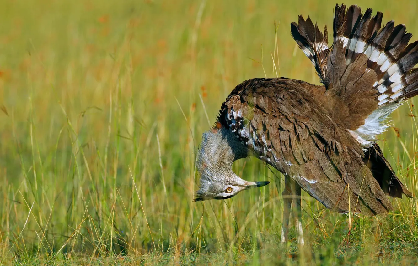 Photo wallpaper bird, feathers, beak, tail, Kenya, reserve, Masai Mara, kori bustard